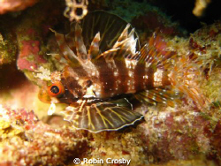 This is a Hawaiian Lionfish taken at Kewalo Pipe.  It was... by Robin Crosby 